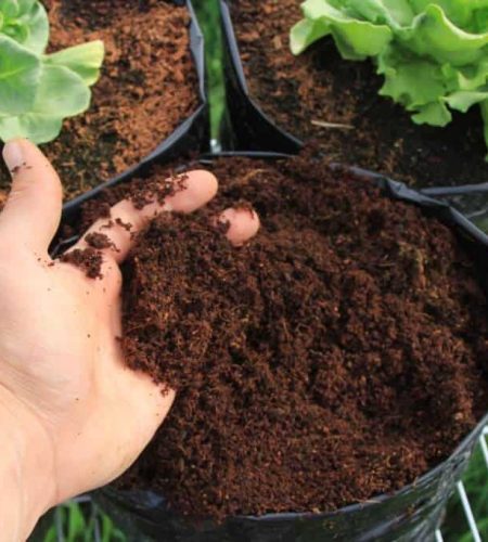Gardner-Cultivation-Coco-Coir-1024x683-1